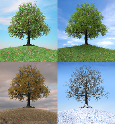 The same tree changing over the duration of four seasons, 3d render illustration