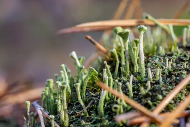 Close-up of Cyan lichen and moss in fallen pine needles at autumn forest. Fungus ecosystem. Natural flora background.