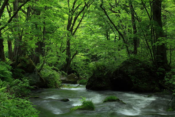istock fresh green Oirase mountain stream 1136787849