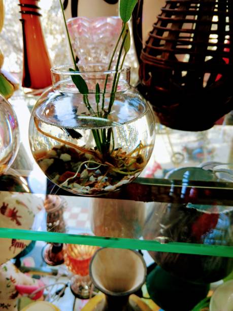 istock Glass pot aquarium 1136787858