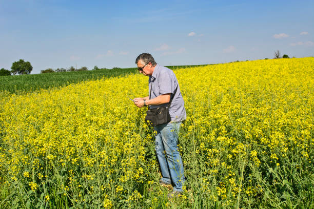 istock Agronomist inspecting quality of canola field 1136787936