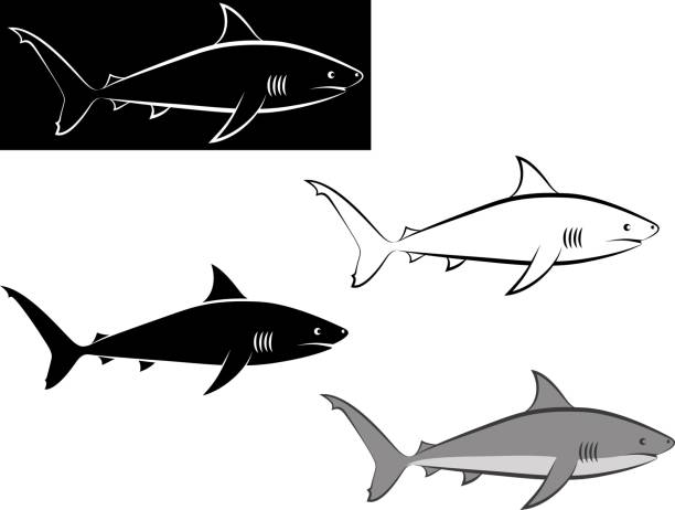 ilustrações de stock, clip art, desenhos animados e ícones de shark - tubarão cinzento dos recifes