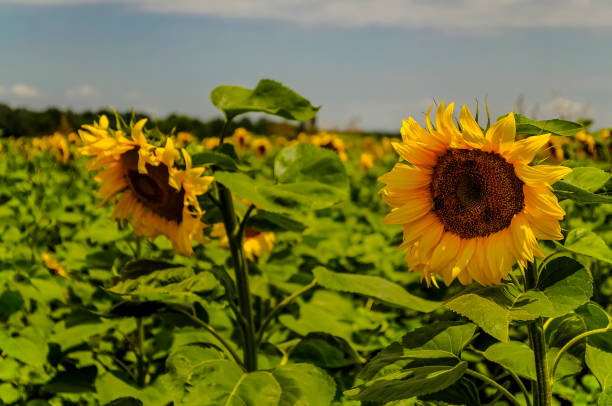 istock Golden Sunflowers In the Field 1136788934