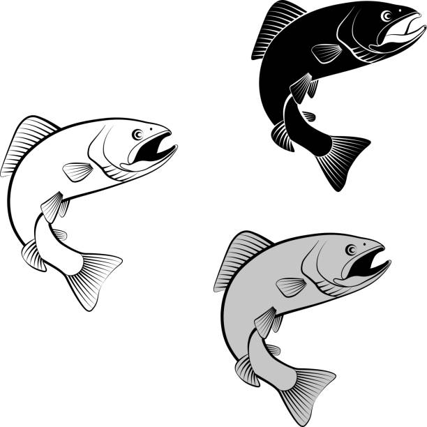 ilustrações de stock, clip art, desenhos animados e ícones de trout - trout fishing silhouette salmon