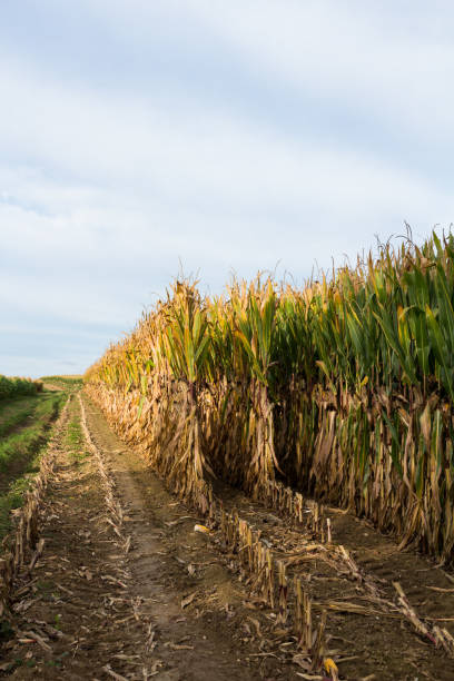 istock Half way harvesting a corn field in autumn 1 1136789487