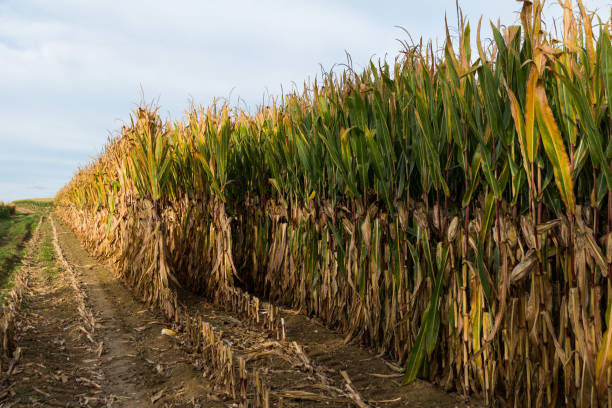 istock Half way harvesting a corn field in autumn 2 1136789494