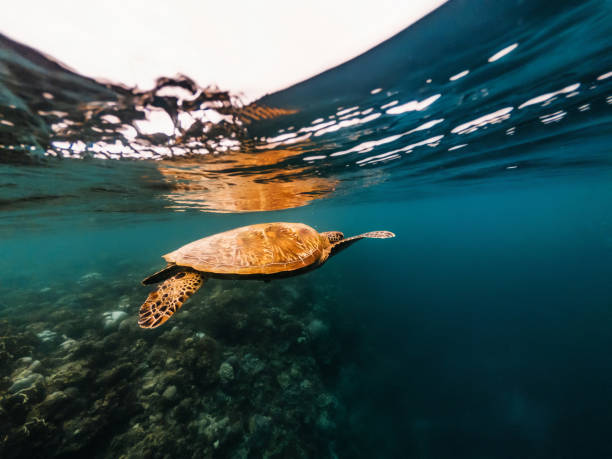 istock Turtle floating underwater close to surface of water, Philippines 1136789569