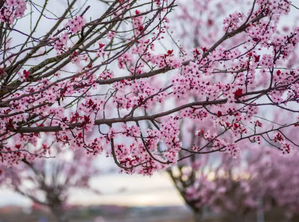 Plum branches in bloom with unfocused background at sunrise.