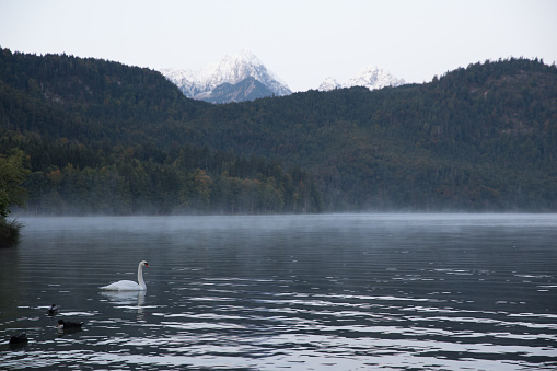 some swans like to swim on the lake between the mountains