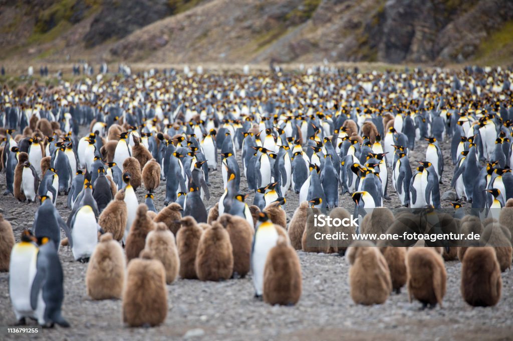 vahşi bir hayvan doğanın özgürlüğünü seviyorum - Royalty-free Antarktika Stok görsel