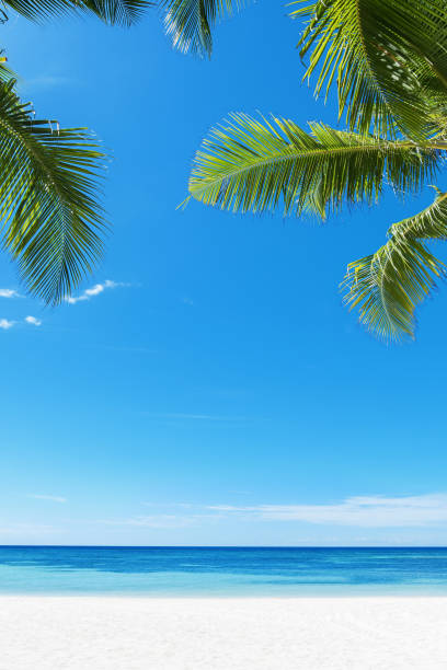 spiaggia tropicale e foglie di palma copiano la scena dello spazio - coastline branch day summer foto e immagini stock