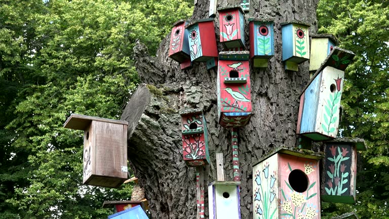 colorful bird nesting boxes houses hang dead trunk. 4K