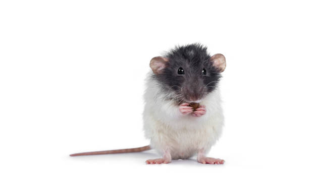 istock Cute grey and white dumbo rat sitting up facing front on hind paws. Holding a cat kibble in front paws and eating from it. Looking at lens. Isolated on white background. 1136792351