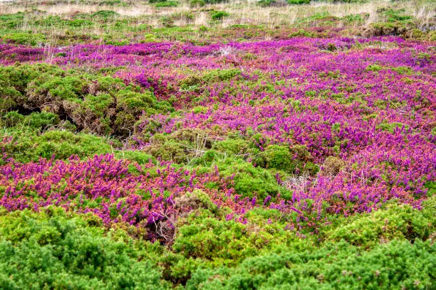 Shot of a heather field at pointe du Raz, zoom 18/135, 100 iso, f 7.1, 1/100 second