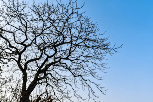 istock Deciduous tree in autumn season in a drought prone area due to very less rainfall. tree has shed all its leaves and is waiting for the rainy season 1136793154