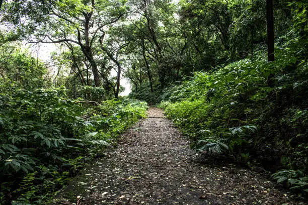 Offroad walking trail through a thick dense tropical rain forest of western ghats in goa region of India. Declared as one of the hottest biodiversity hot spot by unesco.