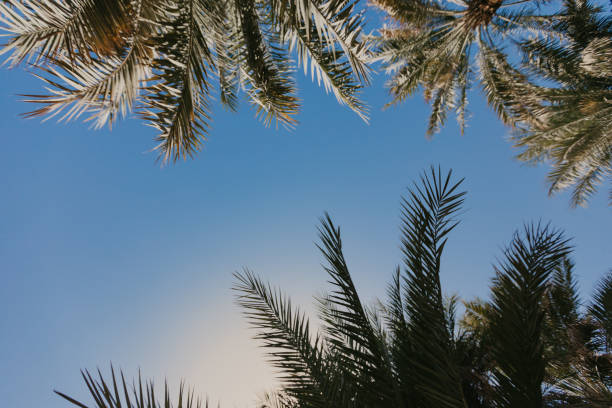 istock Copy space of silhouette tropical palm tree with sun light 1136795462