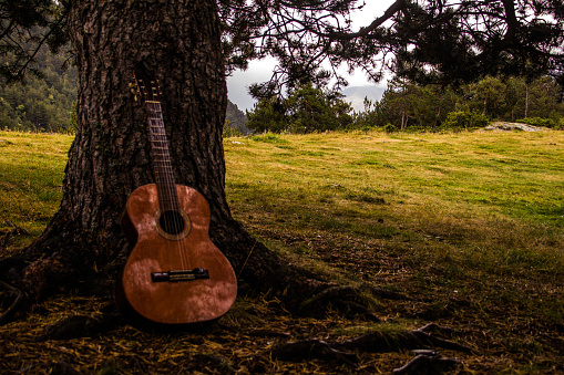 Guitar leaning on an Oak Tree