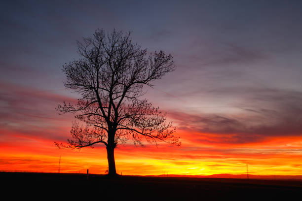 istock Silhouette of lonely tree in dramatic sunset 1136799141