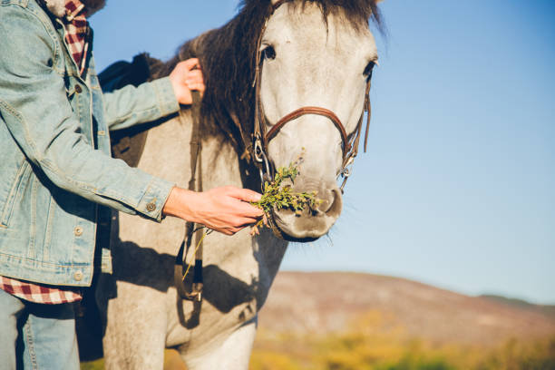 istock Beautiful horse eating 1136800618