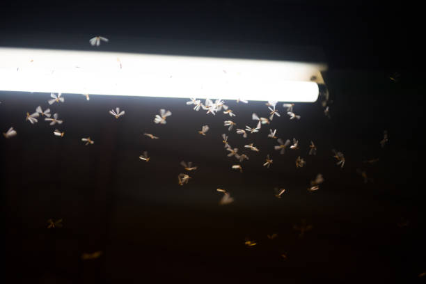 istock BLUR moth flying in the fire ,the neon light in night time, it's raining time. 1136801483