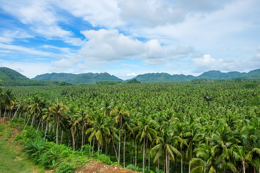 Full frame shot coconut palm trees forest with a mountain backgrounds