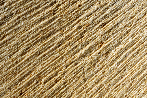 Wooden textural background from birch close-up macro shot
