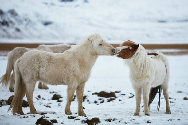 caballos islandeses besándose en invierno - horse iceland winter snow fotografías e imágenes de stock