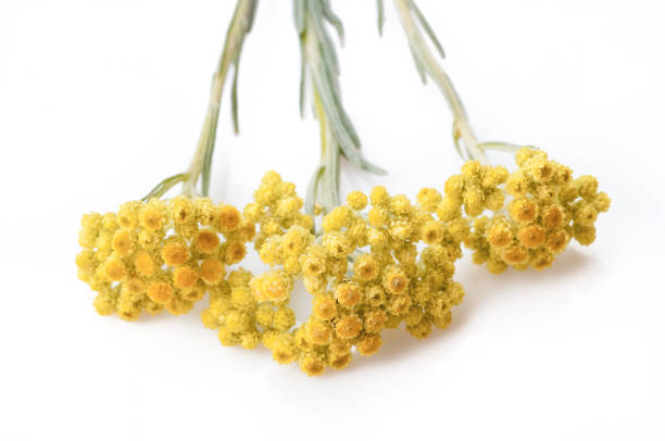 helichrysum arenarium isolated on white. top view - texas tea imagens e fotografias de stock