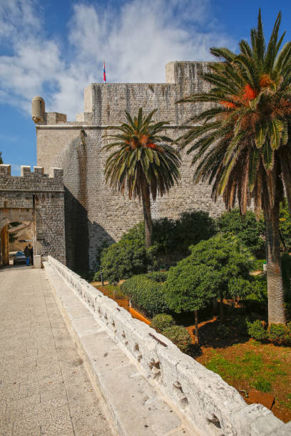 istock Palm Trees in Dubrovnik,Croatia 1136805845