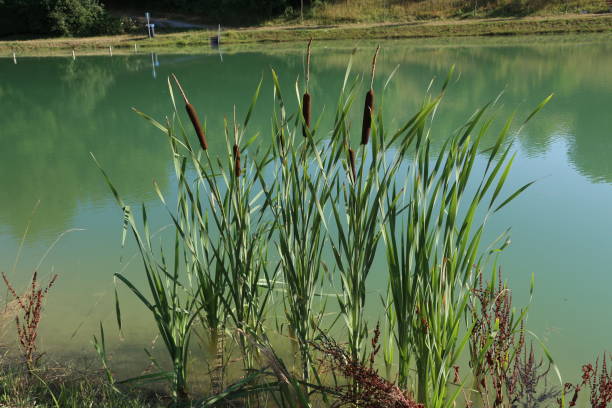 istock Reeds grow on the lake 1136806115