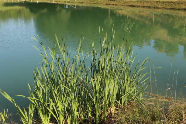 istock Reeds grow on the lake 1136806134