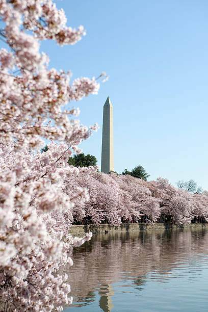 istock Cherry Blossom Festival, Washington DC 113680896