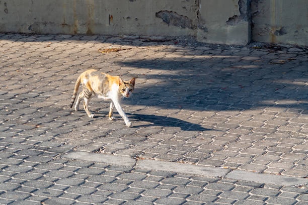 istock Stray tricolor cat walks on cobblestone pavement 1136811080