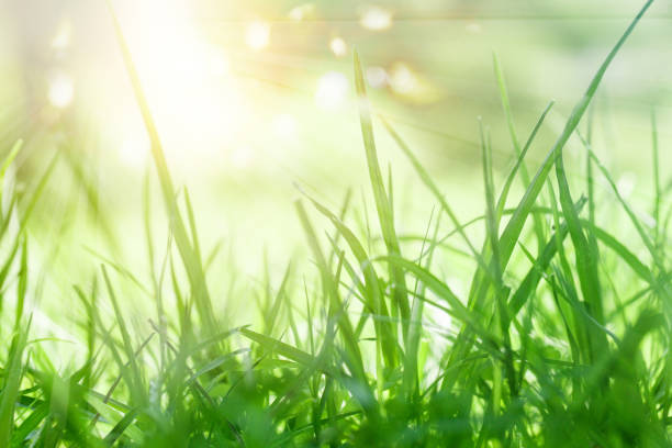 istock Lush green background with sun light and bokeh sparkle 1136811411