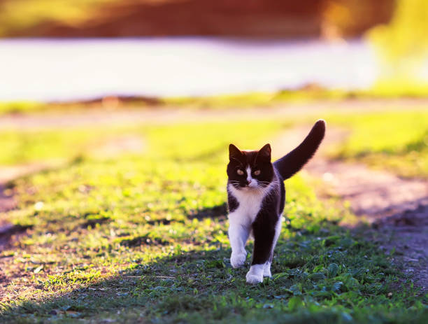 istock cute young beautiful cat quickly runs high with his paws on the green path in the spring warm garden 1136812796