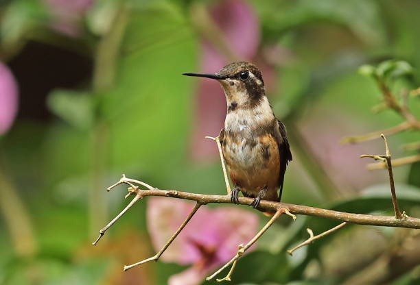 istock Purple-throated Woodstar 1136812940
