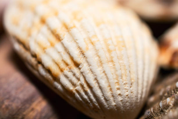 istock Close-Up Of White Seashell As Background 1136814337