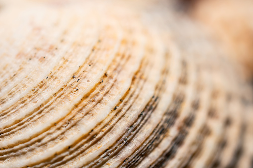 A close-up shot of a white seashell used as a background with copy space.