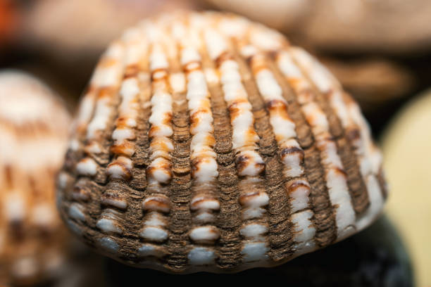 istock Close-Up Of Brown Seashell As Background 1136814476