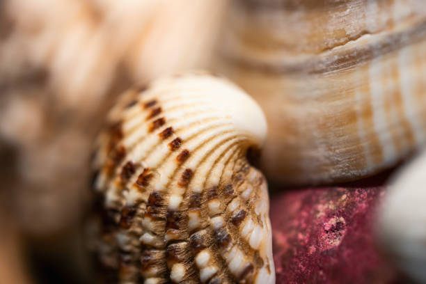 istock Close-Up Of Small Seashell As Background 1136814503