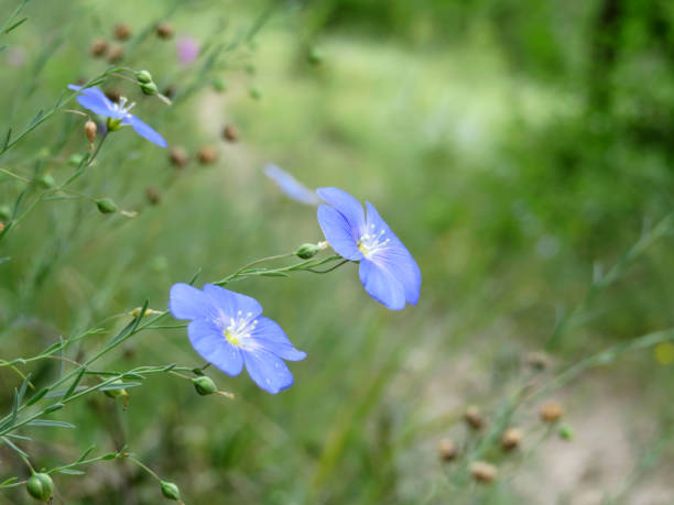 istock Flax flowers in a green forest 1136816157