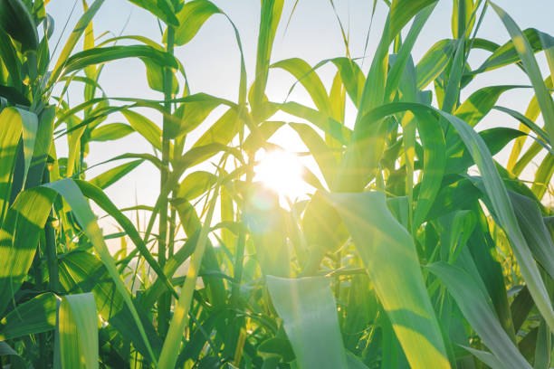 istock Rural nature view with corn plantation 1136817015