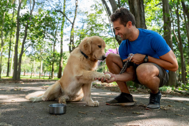 glückliches mann-training mit seinem hund im park - pet walking stock-fotos und bilder