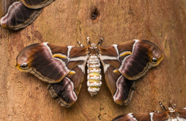 verschiedene silkmoth (samia ricini) - moth silk moth night lepidoptera stock-fotos und bilder