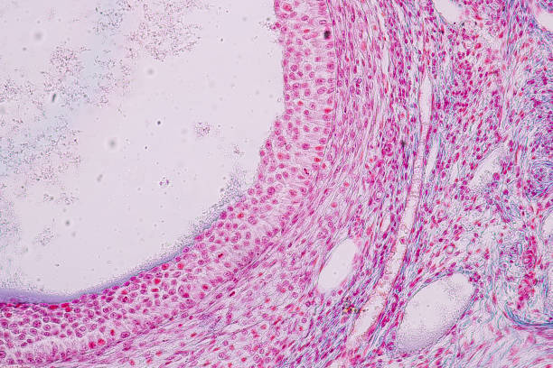 istock Education anatomy and Histological sample Ovary of rabbit Tissue under the microscope. 1136817492