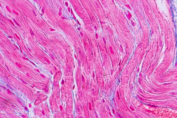 istock Education anatomy and Histological sample Heart muscle Tissue under the microscope. 1136817513