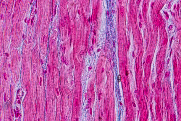 Education anatomy and Histological sample Heart muscle Tissue under the microscope. stock photo