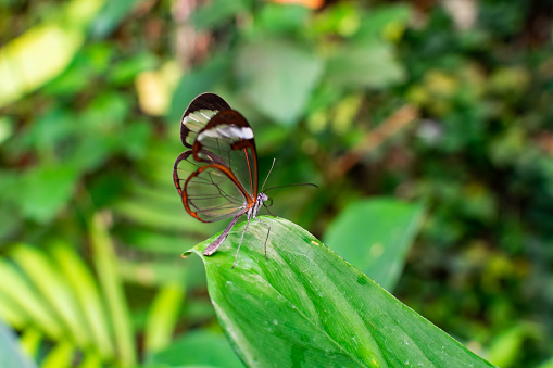 mariposa de Glasswing photo