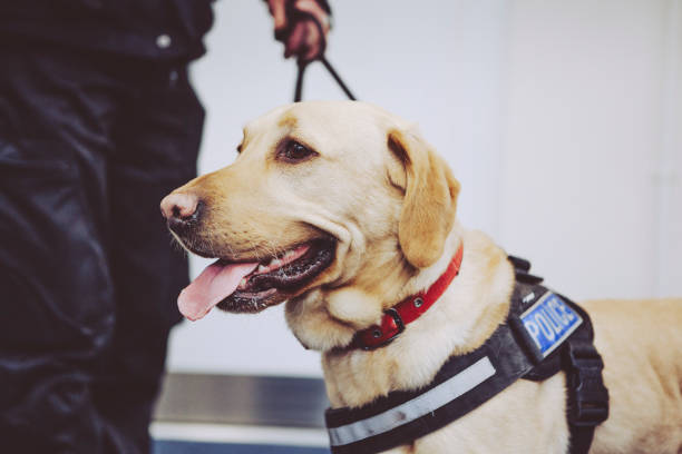 perro sabueso policial de labrador en el arnés policial uk - perro adiestrado fotografías e imágenes de stock